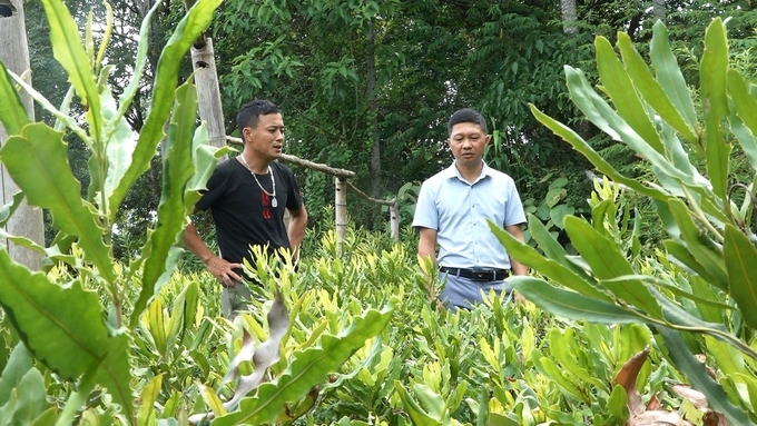 Anh Phạm Đăng Đại ở thị xã Nghĩa Lộ đã xây dựng vườn ươm mắc ca giống để bán cho người dân.