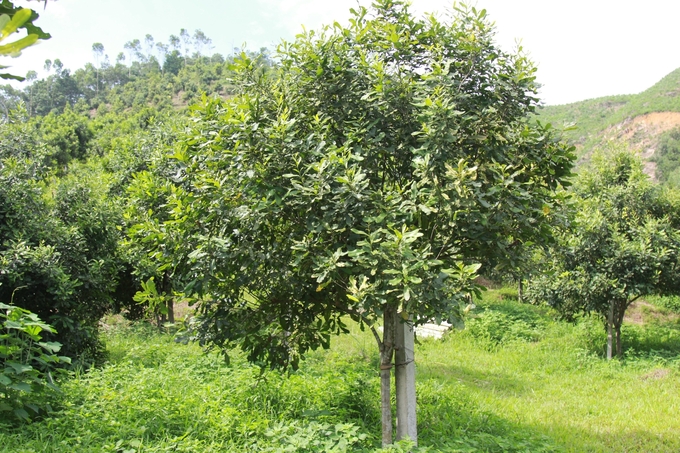 Ở huyện Văn Chấn hiện có trên 316ha mắc ca trồng xen trên đồi chè