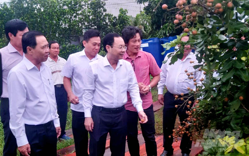 Ông Nguyễn Văn Hiếu - Bí thư Thành ủy Cần Thơ (đeo kính) thăm HTX Cây ăn trái Thái Thanh ở huyện Cờ Đỏ