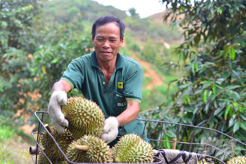 Theo Bộ NN-PTNT, việc buông lỏng công tác kiểm tra, giám sát tại các vùng trồng, cơ sở đóng gói đã làm gia tăng số lượng các lô hàng vi phạm quy định của Trung Quốc