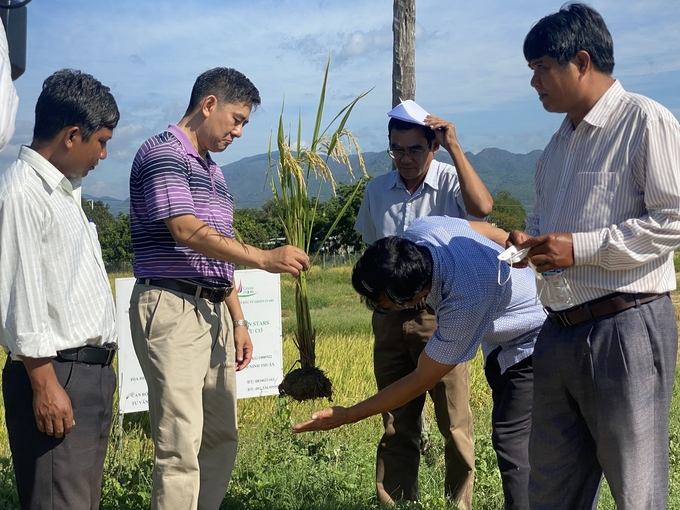 Bộ rễ của lúa phát triển rất tốt nhờ áp dụng 1 phải 5 giảm trong sản xuất.