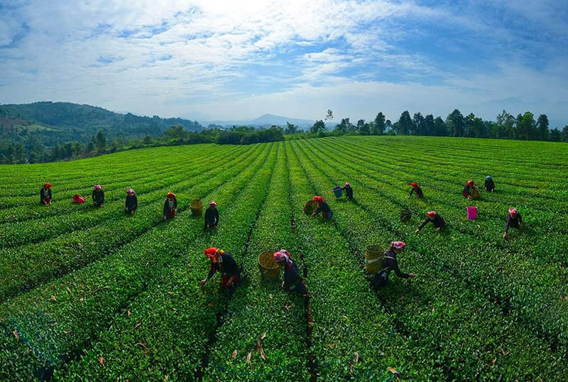 Cây chè làm đổi thay bộ mặt nông thôn và đời sống người dân Phú Nhuận (huyện Bảo Thắng, Lào Cai)