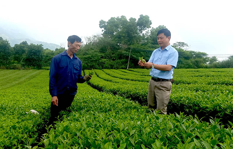 Cây chè mang lại đời sống ấm no hơn cho bà con vùng núi huyện Bảo Thắng (Lào Cai)