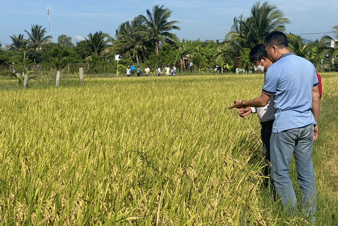 Gieo sạ thưa nên lúa trong mô hình đẻ nhánh khỏe, bông to đều, sáng mã, năng suất cao hơn so với tập quán gieo cấy dày tại địa phương.