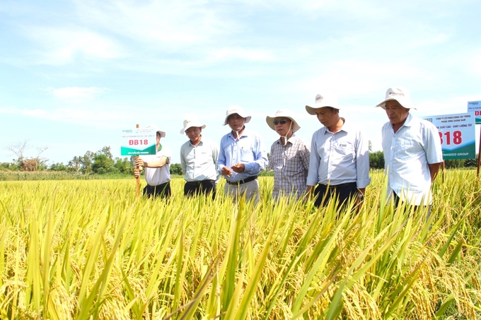 Giống lúa ĐB18 nổi trội trên cánh đồng ở xã Bình Dương (huyện Bình Sơn, Quảng Ngãi)