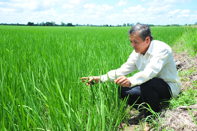 Lúa thu đông ở ĐBSCL hiện nhiều nơi chưa làm đòng nhưng 'cò lúa' đã tới tận ruộng đặt cọc mua lúa non.