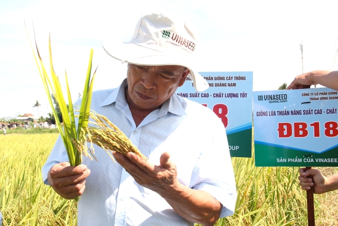 Năng suất lúa ĐB18 trong vụ hè thu 2023 ở Quảng Ngãi ước đạt 80 tạ, cao hơn các giống khác khoảng 5 tạ ở cùng một chân đất.