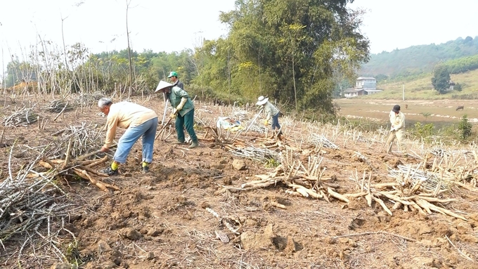 Người dân xã Đông Cuông thu hoạch sắn niên vụ 2022 - 2023 với nỗi buồn do năng suất thấp.