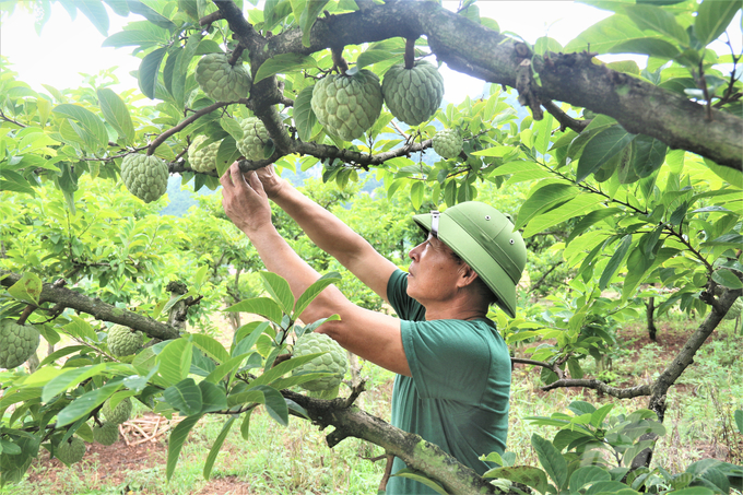 Nhờ áp dụng quy trình VietGAP, na La Hiên mẫu mã đẹp, quả to đều, ngọt sắc