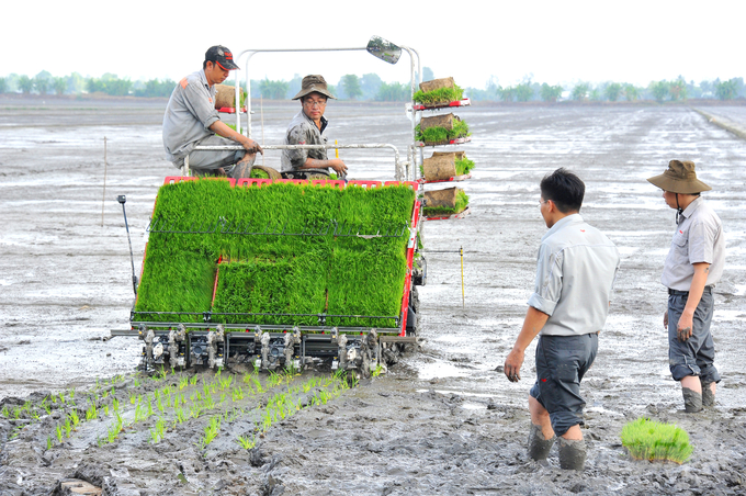 Nông dân ĐBSCL canh tác lúa thu đông trong niềm phấn khởi do giá lúa tăng cao.