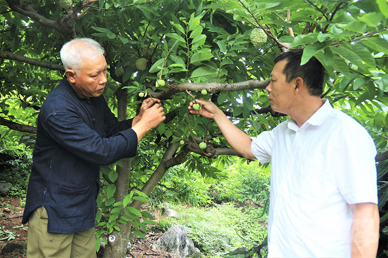 Ông Nguyễn Đình Thông (phải) cho biết, điều kiện thổ nhưỡng, khí hậu, đất đai, nguồn nước tại địa phương rất phù hợp cho việc phát triển cây