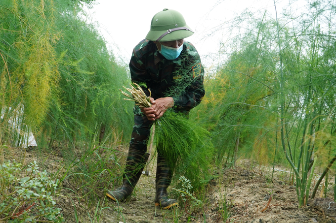 Ruộng măng tây của ông Hòa phát triển rất tốt
