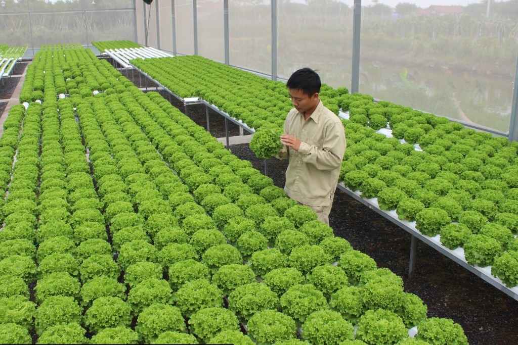 Khởi nghiệp nông nghiệp có nhiều lợi thế