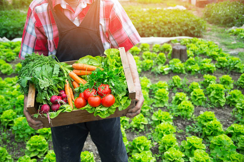 Có nhiều đặc điểm để nhận biết nông sản organic