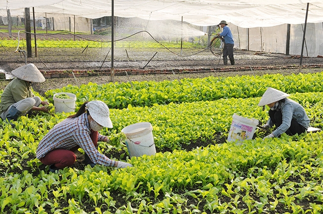 Hợp tác xã nông nghiệp là xu hướng toán cầu