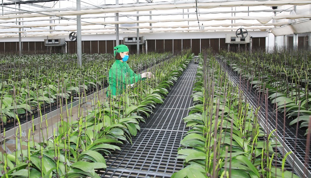 Thích ứng biến đổi khí hậu trong nông nghiệp
