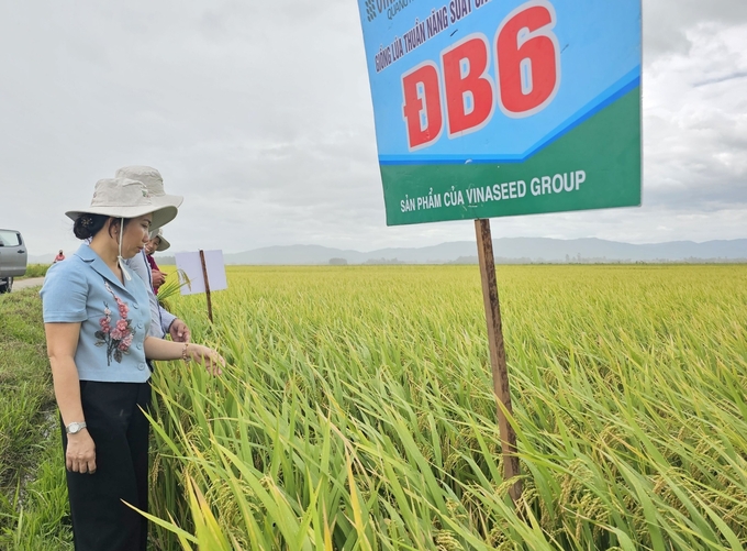 Bà Đặng Thị Thủy, Phó Giám đốc Sở NN-PTNT Phú Yên tham quan mô hình giống lúa ĐB6