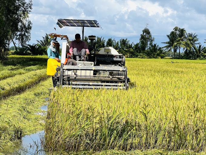 Nhờ hệ thống đê bao khép kín gắn với trạm bơm nên các trà lúa hè thu trên địa bàn huyện Phước Long không bị đổ ngã, lúa đạt chất lượng cao.