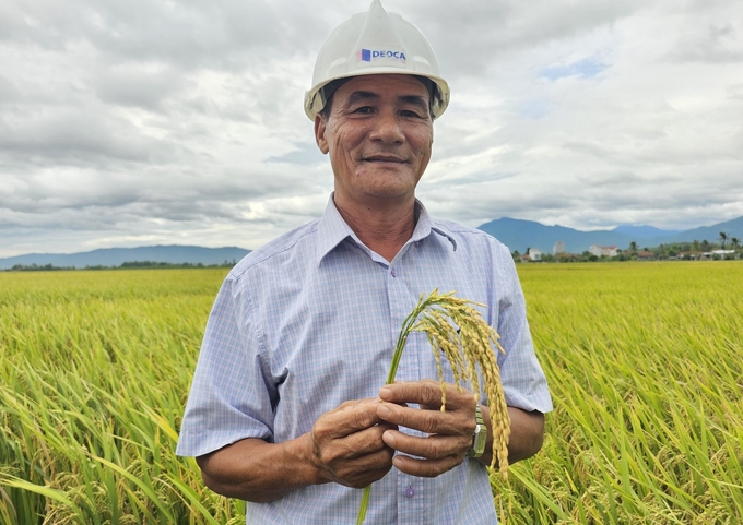 Nông dân rất ưng ý giống lúa ĐB6 trình diễn tại xã Hòa Phong, huyện Tây Hòa, tỉnh Phú Yên.