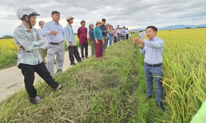 Nông dân trầm trồ về giống lúa ĐB6, nhất là khả năng vượt qua thời tiết khắc nghiệt, cho bông trĩu hạt
