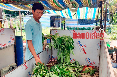 Nuôi dế giúp anh Phong đa dạng sản phẩm và nâng cao thu nhập.