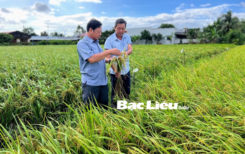 Giống lúa BL9 tại Bạc Liêu được công nhận lưu hành đặc cách