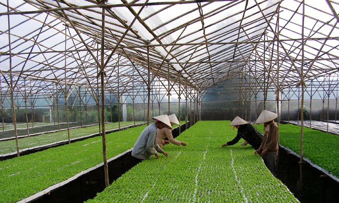 Nhiều mô hình nông nghiệp an toàn tại Hà Nội được triển khai