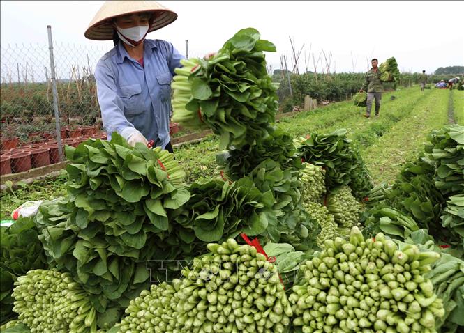 Nỗ lực thay đổi nhận thức và hành động bảo vệ cây trồng