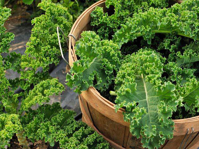 Rau cải xoăn Kale thích hợp trồng mùa lạnh
