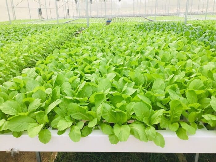 Người tiêu dùng tìm kiếm nguồn cung rau sạch