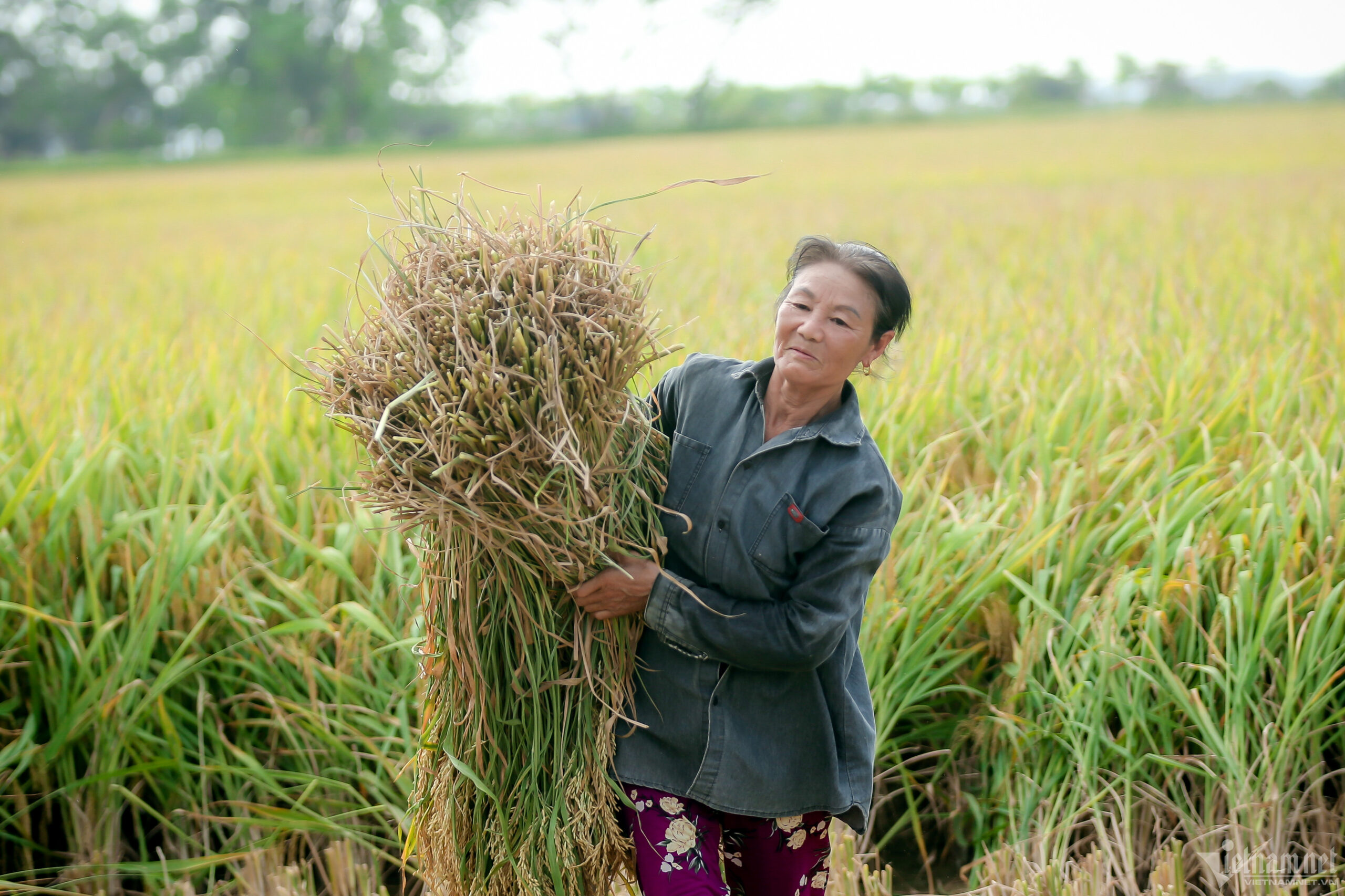 Dự án đảm bảo nguồn lợi nhuận cho người dân