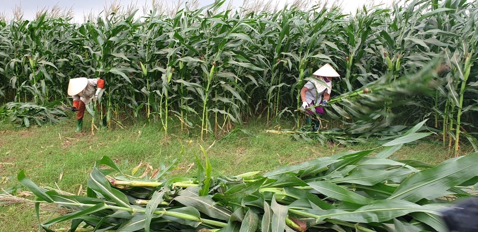 Kỹ thuật trồng cây ngô sinh khối