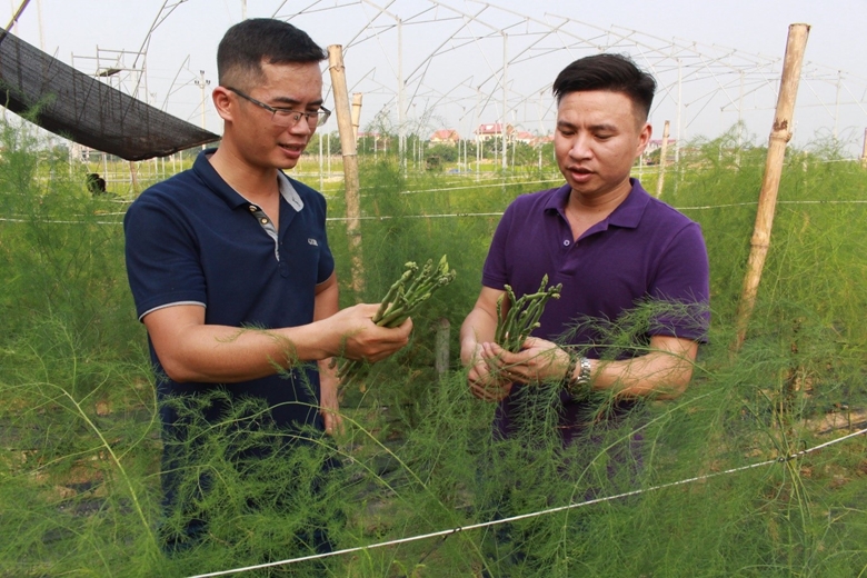 Anh Phạm Xuân Sơn với mô hình trồng măng tây VietGap