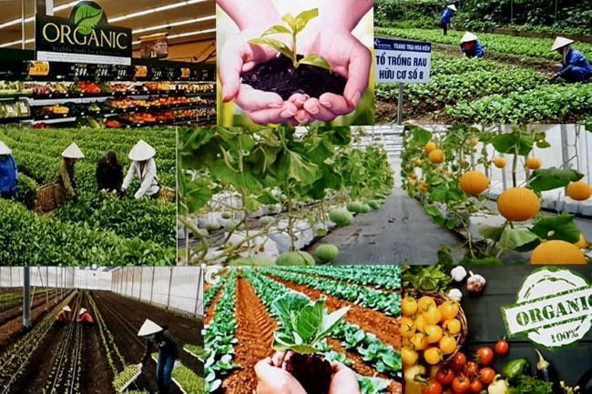Nông nghiệp hữu cơ là xu hướng hiện nay