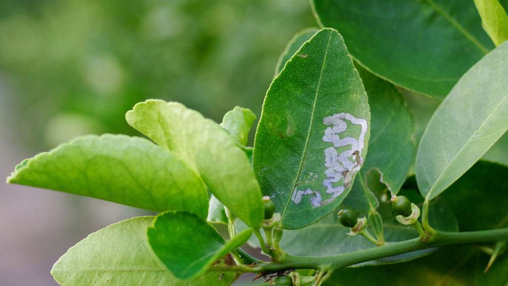 Sâu vẽ bùa gây hại cho cây ăn quả
