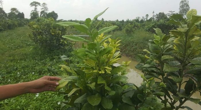 Sâu hại trên cây ăn quả hiện nay