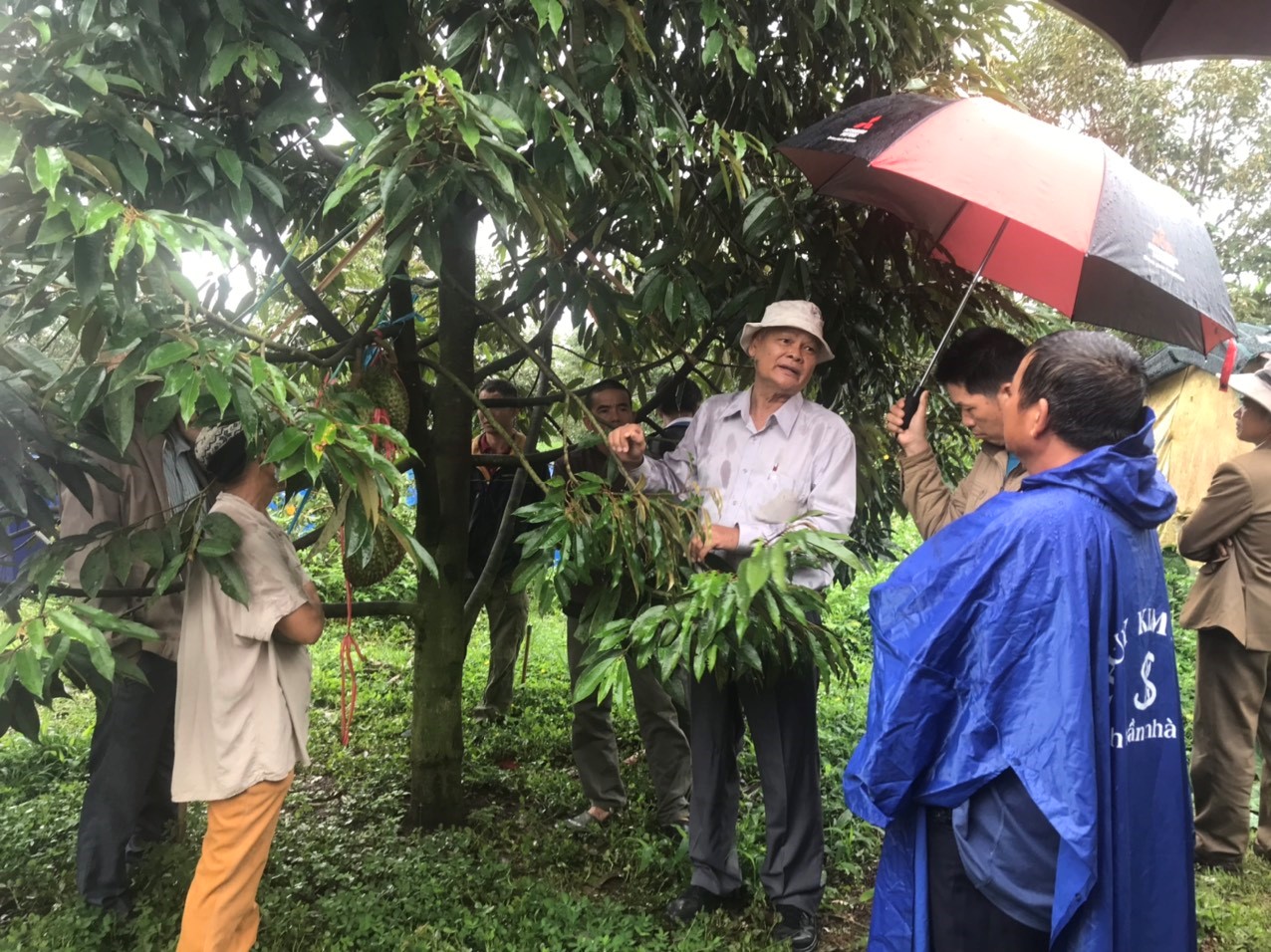 Tập huấn kỹ thuật thâm canh cây ăn quả tại Đắk Nông