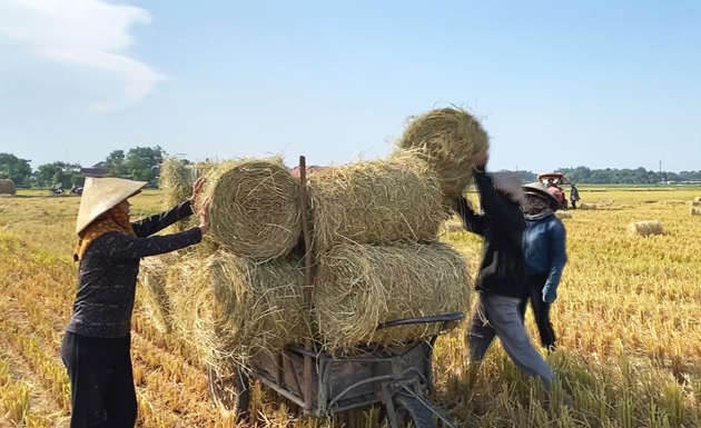 Tăng thu nhập nhờ máy cuộn rơm
