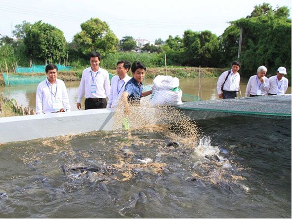 Mô hình nuôi cá lóc trong bể xi măng