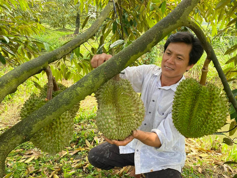Anh Nguyễn Dũng (xã Tân Kiều, H.Tháp Mười, Đồng Tháp) thu nhập tiền tỉ nhờ sầu riêng vụ nghịch