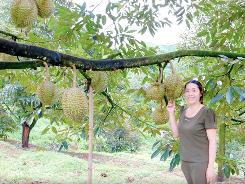 Chị Đinh Thị Hóa (xã Đạ Rsal, H.Đam Rông, Lâm Đồng) thu nhập 1,1 tỉ đồng từ vườn sầu riêng