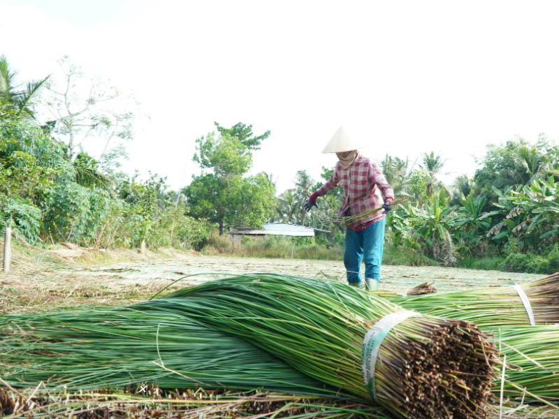 Lác loại 1 được bó lại sau khi phân loại
