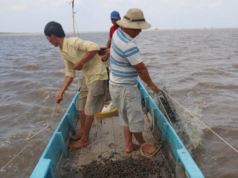 Người dân xã Nam Thái, H.An Biên thu hoạch sò huyết