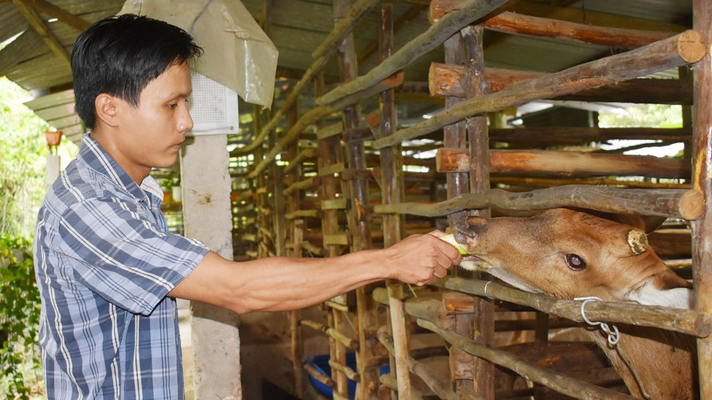 Thành công với mô hình nuôi hươu sao lấy nhung, anh Việt thu nhập gần nửa tỉ đồng/năm
