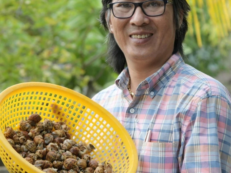 Mô hình nuôi ốc hương đem lại hiệu quả kinh tế cao