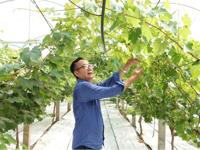 Người tiên phong đưa nho mẫu đơn từ Hàn Quốc về trồng ở miền Tây