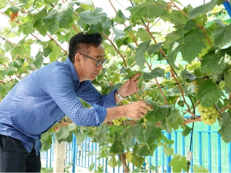 Ông Duy kiểm tra những chùm nho chín mọng