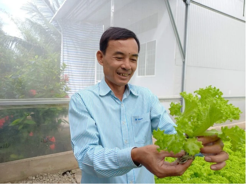Ông Phạm Văn Biển kiểm tra rau trồng