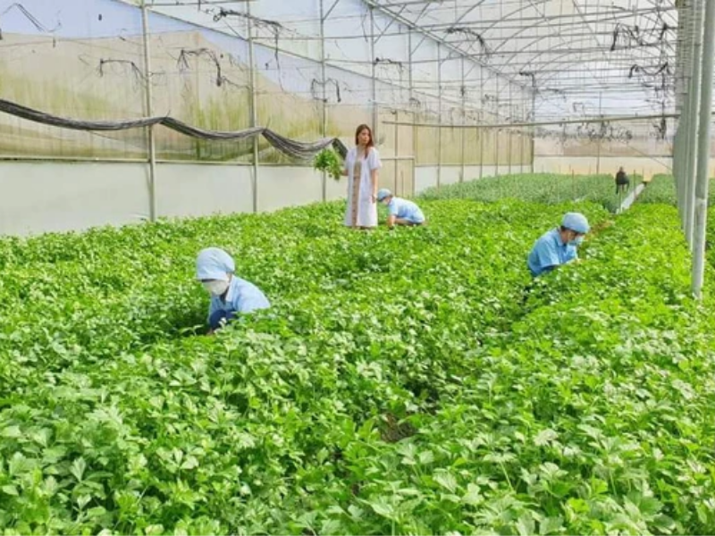 vườn rau để cung cấp bột rau củ