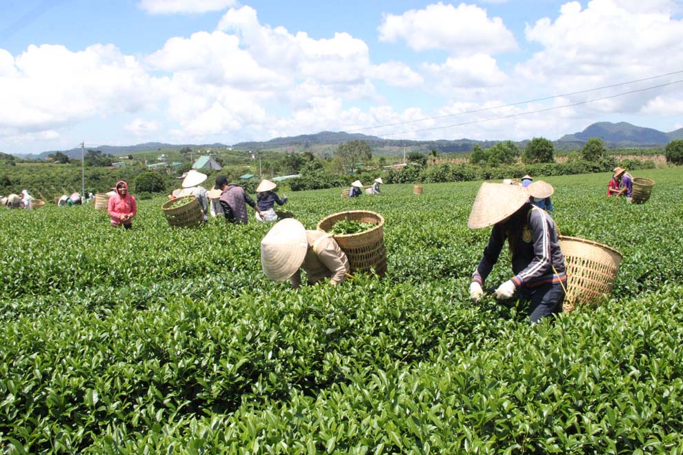 Cảnh người dân thu hoạch cây chè hoa vàng